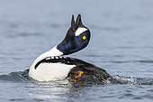 Barrow's Goldeneye (Bucephala islandica), side view of an adult male displaying, Northeastern Region, Iceland