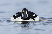 Barrow's Goldeneye (Bucephala islandica), front view of an adult male swimming in the water, Northeastern Region, Iceland