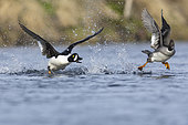 Barrow's Goldeneye (Bucephala islandica), side view of a male chasing a female, Northeastern Region, Iceland