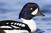 Barrow's Goldeneye (Bucephala islandica), close-up of an adult male, Northeastern Region, Iceland