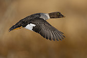 Barrow's Goldeneye (Bucephala islandica), side view of an adult female in flight, Northeastern Region, Iceland