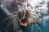 Curious young California sea lion (Zalophus californianus). Los Islotes, Espiritu Santo Island, La Paz Sea of Cortez, Baja California, Mexico, eastern Pacific Ocean