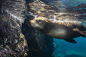 Curious young California sea lion (Zalophus californianus). Los Islotes, Espiritu Santo Island, La Paz Sea of Cortez, Baja California, Mexico, eastern Pacific Ocean