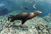 Group of curious California sea lions (Zalophus californianus). Los Islotes, Espiritu Santo Island, La Paz Sea of Cortez, Baja California, Mexico, eastern Pacific Ocean