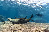 Groupe de lions de mer de Californie (Zalophus californianus) en train de se déparasiter sur une roche. Los Islotes, île Espiritu Santo, mer de Cortez de La Paz, Basse-Californie, Mexique, océan Pacifique oriental