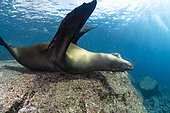 California sea lion (Zalophus californianus) dewaxing on a rock. Los Islotes, Espiritu Santo Island, La Paz Sea of Cortez, Baja California, Mexico, eastern Pacific Ocean