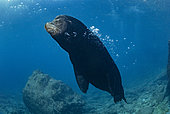 Male California sea lion (Zalophus californianus). Los Islotes, Espiritu Santo Island, La Paz Sea of Cortez, Baja California, Mexico, eastern Pacific Ocean
