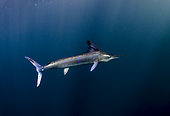 Striped marlin (Kajikia audax), west coast of Baja California peninsula, Pacific Ocean, Mexico