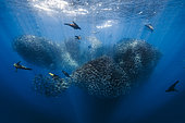 California sea lions (Zalophus californianus) hunting a shoal of South American pilchards (Sardinops sagax), west coast of the Baja California peninsula, Pacific Ocean, Mexico. Gold Medal - DPG Masters Underwater Imaging Competition