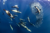 California sea lion (Zalophus californianus) hunting a shoal of South American pilchards (Sardinops sagax), west coast of the Baja California peninsula, Pacific Ocean, Mexico.