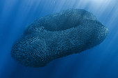 Shoal of South American pilchards (Sardinops sagax), west coast of the Baja California peninsula, Pacific Ocean, Mexico.