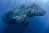 California sea lion (Zalophus californianus) hunting a shoal of South American pilchards (Sardinops sagax), west coast of the Baja California peninsula, Pacific Ocean, Mexico.