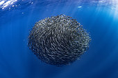 Shoal of South American pilchards (Sardinops sagax), west coast of the Baja California peninsula, Pacific Ocean, Mexico.