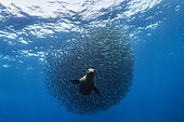 California sea lion (Zalophus californianus) hunting a shoal of South American Pilchards (Sardinops sagax), west coast of the Baja California peninsula, Pacific Ocean, Mexico.