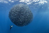 California sea lion (Zalophus californianus) hunting a shoal of South American Pilchards (Sardinops sagax), west coast of the Baja California peninsula, Pacific Ocean, Mexico.