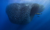 California sea lion (Zalophus californianus) hunting a shoal of South American Pilchards (Sardinops sagax), west coast of the Baja California peninsula, Pacific Ocean, Mexico.