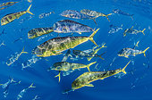 Schoal of Mahi-Mahi dolphinfish (Coryphaena hippurus), west coast of the Baja California peninsula, Pacific Ocean, Mexico.