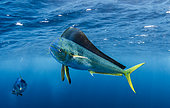 Mahi-Mahi (Coryphaena hippurus), west coast of the Baja California peninsula, Pacific Ocean, Mexico.