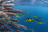 Schoal of Mahi-Mahi (Coryphaena hippurus), chasing a school of South American pilchards (Sardinops sagax), west coast of the Baja California peninsula, Pacific Ocean, Mexico.