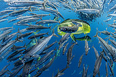 Mahi-Mahi (Coryphaena hippurus), chasing a schoal of South American pilchards (Sardinops sagax), west coast of the Baja California peninsula, Pacific Ocean, Mexico.