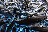 Shoal of South American pilchards (Sardinops sagax), west coast of the Baja California peninsula, Pacific Ocean, Mexico.