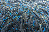 Shoal of South American pilchards (Sardinops sagax), west coast of the Baja California peninsula, Pacific Ocean, Mexico.