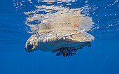 Loggerhead sea turtle (Caretta caretta) sleeping below the surface, accompanied by pilot fish (Naucrates ductor), west coast of the Baja California peninsula, Pacific Ocean, Mexico.