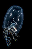 Deep sea Amphipod (Phronima sp) in a fragment of siphonophore that it has hollowed out to use as a shelter