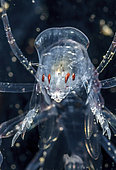 Portrait of a Deep sea Amphipod (Phronima sp)