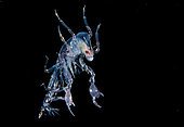 Pram bug or Barrel shrimp (Phronima sedentaria)