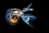 Atlanta (Atlanta peroni) observed at night off Tahiti above 1500 m depth
