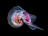 Pelagic marine sea snail (Oxygyrus inflatus) observed at night off Tahiti above a depth of 1,500 m. This circumtropical pelagic animal is extremely rare.