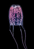 Box jellyfish (Carybdea rastoni) observed at night off Tahiti above a depth of 1500 m