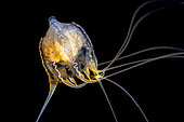 Pandeid jellyfish (Eutiara russeli) observed at night off Tahiti at a depth of over 1500 m.