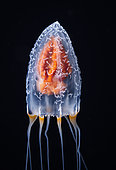 Pandeid jellyfish (Eutiara decorata) observed at night off Tahiti above a depth of 1500 m