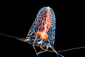 Pandeid jellyfish (Eutiara decorata) observed at night off Tahiti above a depth of 1500 m