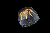Linuche jellyfish (Linuche unguiculata) observed at night off Tahiti at depths of over 1,500 m.