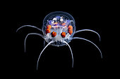 Nausithoe jellyfish (Nausithoe picta) observed at night off Tahiti at a depth of over 1500 m.