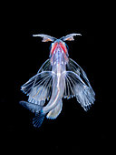 Juvenile flying fish observed at night off Tahiti above a depth of 1500 m