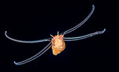 Veliger larva, pelagic phase of an unidentified mollusc. Observed at night off Tahiti above a depth of 1,500 m.