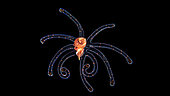 Veliger larva, pelagic phase of an unidentified mollusc. Observed at night off Tahiti above a depth of 1,500 m.