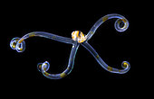 Veliger larva, pelagic phase of an unidentified mollusc. Observed at night off Tahiti above a depth of 1,500 m.