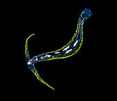 Bioluminescent pelagic nudibranch (Cephalopyge trematoides). Observed at night off Tahiti above a depth of 1,500 m.