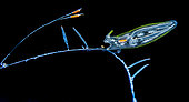 Bioluminescent pelagic nudibranch (Cephalopyge trematoides). Observed at night off Tahiti above a depth of 1,500 m.