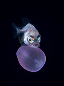 Juvenile Bigtooth Pomfret (Brama orcini) drifting on a juvenile cnidarian. Observed at night off Tahiti above a depth of 1,500 m.