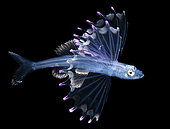 Larva of the abyssal spiderfish (Bathypterois longipes). Observed at night off Tahiti at depths above 1,500 m.