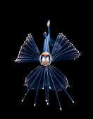 Snaketooth swallower (Kali macrodon) juvenile, Tahiti, French Polynesia. Observed offshore at night above 1500 m depth.