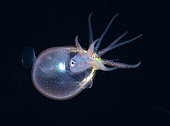 Portrait of a diamond squid (Tysanoteuthys rhombus) just hatching 2 mm. Observed offshore at night above 1500 m depth.