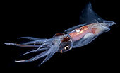 Portrait of an Abralia firefly squid (Abralia trigonura). Observed offshore at night above 1500 m depth.