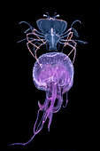 Phyllosome (spiny lobster larva) drifting and feeding on a jellyfish (Pelagia noctiluca) at night off Tahiti, above a depth of 1500 m.